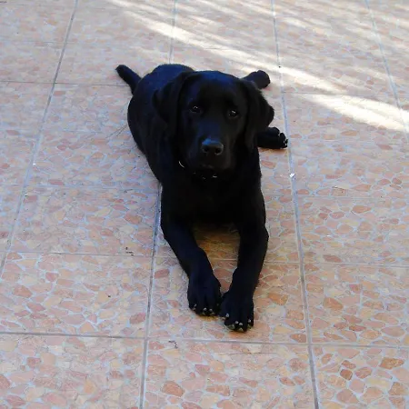 Spacious House In With Terrace And Garden Hébergement de vacances